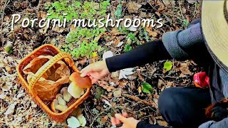 Porcini mushrooms tips and a recipe [upl. by Klecka]