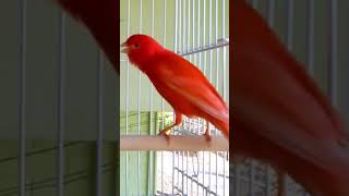 kanarienvogel كناري ريدفاكتر Redfactor canarino  Facteur rouge canari Kenari faktor merah saka [upl. by Anilegnave]