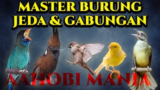 MASTER BURUNG JEDA DAN GABUNGAN  Tengkek Buto Cililin Gereja Tarung Kenari Kapas Tembak [upl. by Idnak]