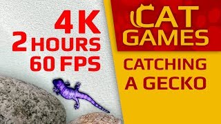 CAT GAMES  🦎 CATCHING A GECKO Entertainment Video For Cats 4K 60FPS 2 HOURS [upl. by Seely]