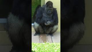 Annie is a sweet girl Shabani ape animals Gorilla fun HigashiyamaZoo [upl. by Eliga478]