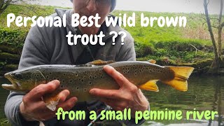 The Best Brown Trout of the season  already [upl. by Quillon]