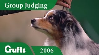 Australian Shepherd wins Pastoral Group Judging at Crufts 2006 [upl. by Atined]