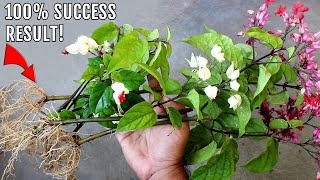 How to Propagate Bleeding Heart Vine from Cuttings [upl. by Havens]