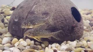 Sterbai corydoras spawning breeding behavior and live egg laying [upl. by Urbannal]