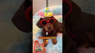 IL BASSOTTO 🌭🐾 shortvideo animale animali cane cani bassotto bassotti [upl. by Ennaecarg]