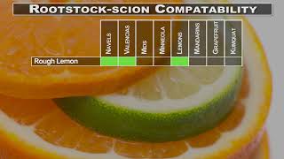 Citrus Propagation 3 Citrus Rootstocks [upl. by Dinnage]