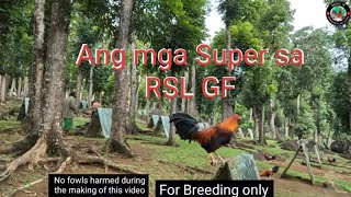 EP554 Ang mga super sa RSL GF for big events [upl. by Tybi]