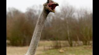 Kevin the sexualityconfused ostrich [upl. by Fotina]