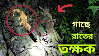 তক্কক বা গিরগিটি  দেখুন tokkok কি ভাবে রাতের আধারে চলাচল করে  Expensive animals Tokay gecko Sound [upl. by Acireit]