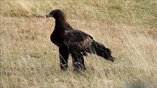 Wedge Tailed Eagle on ground close up then flies off [upl. by Adnilym]