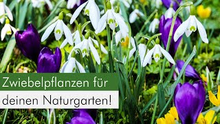 Zwiebelpflanzen im Naturgarten Eine ökologische Bereicherung für Insekten [upl. by Eitsud]