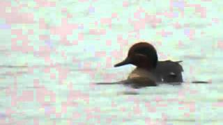 Eurasian Common Teal x American Greenwinged Teal hybrid 1942011 Vilsted Sø Denmark [upl. by Meir]