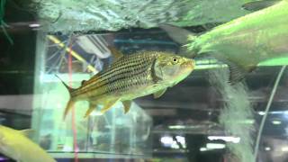 Freshwater Atlantic tarponMegalops atlanticus and Hydrocynus Vittatus  Chatuchak Market Bangkok [upl. by Ettelegna]