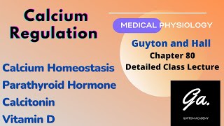 Calcium regulation  Parathyroid Hormone  Calcitonin  Vitamin D [upl. by Elo]