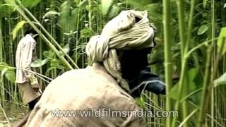 Indian farmers harvest Corchorus capsularis or Jute tree [upl. by Lidah205]