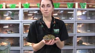 Female Texas Map Turtle [upl. by Phelips]