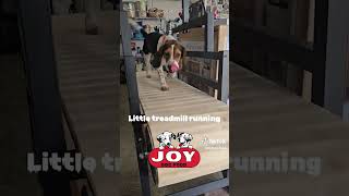 Treadmill training fueledbyjoy JOYDogFood beagles harehunting rabbithunting houndsmen [upl. by Haven]