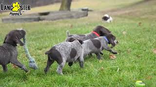 Bubbly German Shorthaired Pointer Puppies [upl. by Nomolos]