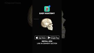 Temporal fossa Anatomy amp Function  EasyAnatomy Shorts [upl. by Nytsud]