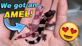 We got Baby Fattailed Geckos [upl. by Heise]