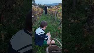 Les Vignes 🍇 courtmétrage acting horrorstories halloween spooky spookyseason courtmetrage [upl. by Aiouqahs735]