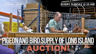 Pigeon amp Bird Supply of Long Island  PIGEON AUCTION 🕊️🕊️🕊️ [upl. by Rramaj240]