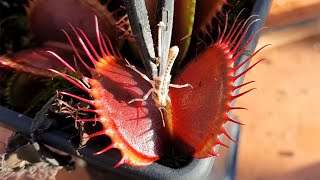 Locusts for Lunch  Venus Flytraps eating locusts [upl. by Oicnerolf910]