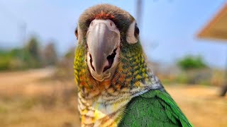 I am happy that you watch my videos  green cheek yellow sided conure  morning bird sound [upl. by Ruyle484]