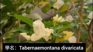 第一百二十八集：狗牙花 Tabernaemontana divaricata [upl. by Ediva637]