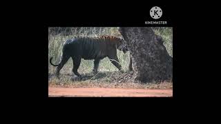 Collarwali Tigress Crossing Road Tiger Tadoba [upl. by Saval]