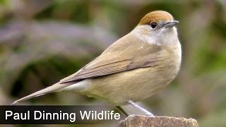 Female Blackcap  Beautiful [upl. by Spearing]