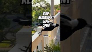 MAGPIE Wants Fast Service but can we deliver 🤣 birds magpie Smart IQ [upl. by Mattox606]