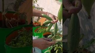 Vegetable garden on terrace 🏡🌶🫑🥒🌿  organic garden terracegarden gardening plants [upl. by Edyaj]