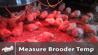 How To Measure Chicken Brooder Temperature  AMA S7E3 [upl. by Filbert973]