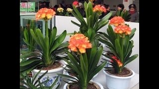 1 Pcs Clivia Flower Seeds Clivia Miniata Ornamental Potted Plant [upl. by Notneb50]