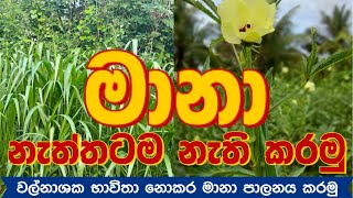 මානාරට තෘණ ගිණි තන නැත්තටම නැති කරමු වල්නාශක නැතිව මානා පාලනය කිරීම agriculture [upl. by Nashbar]