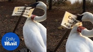 Swan tears down aggressive swan sign  Daily Mail [upl. by Houston]