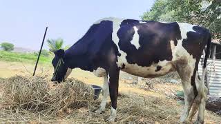 pure Hf cow eating paddy grass [upl. by Adnirim]