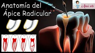 ENDODONCIA  Anatomía del Ápice Radicular [upl. by Aeynod325]