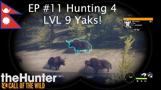 Hunting 4 LVL 9 Yaks Guess how many are trolls Sundarpatan  Thehunter Call of the Wild [upl. by Ramalahs]