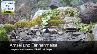 UsoGood DL503 trail camera 4K 30fps Amsel Turdus merula badet [upl. by Nnaitsirk831]