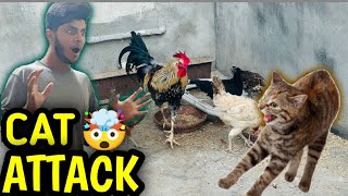 Cat attack on chuchy 😫 kaky ny kashif rap ko roast kr diya 😂 rajabfamily duckybhaironaldomrbeast [upl. by Neelloj290]