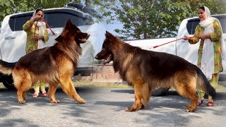 The World Biggest German Shepherd Dog In Punjab Biggest Dog Cute Dog Puppy Hsn Entertainment [upl. by Timoteo]