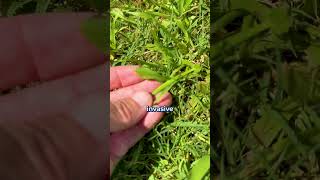 Bermuda Grass Dallis Grass and Crabgrass [upl. by Anerdna]