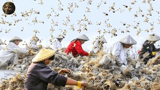 The Most Expensive Birds Nest Is Harvested Like This  Birds Nest Farming Techniques 2024 [upl. by Eneiluj]