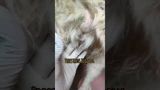 Heat Symptoms in Dogs  Canine  Proestrous Bleeding  Vulval Swelling  veterinary youtubeshorts [upl. by Mcknight]