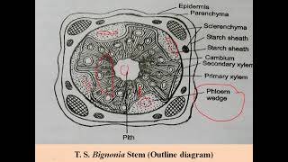 Bignonia stem T S Practical BSc II Year [upl. by Waddell]