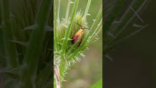 The amazing little Longhorn moth Nemophora cupriacella on Teasel [upl. by Cyndi525]