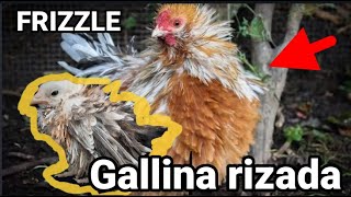 Gallinas Rizadas o Crespas  Frizzle o charapa [upl. by Ntsuj788]